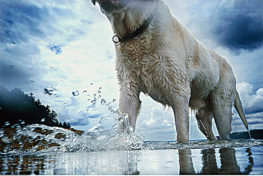 狗,水中
