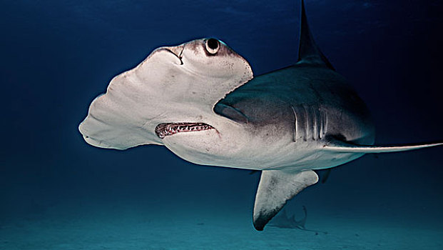 槌头双髻鲨,水下视角,巴哈马