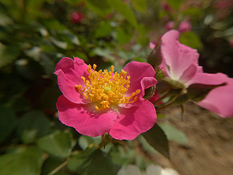 月季花和花蕊