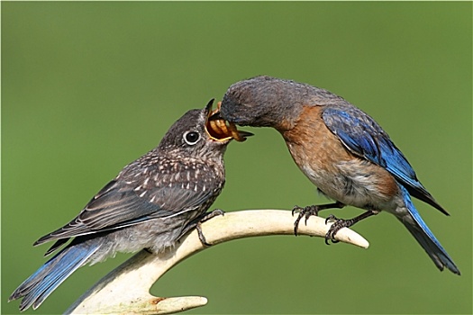 雌性,东部知更鸟,喂食,幼仔
