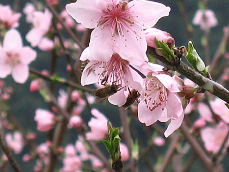 三明市虎头山蜜蜂