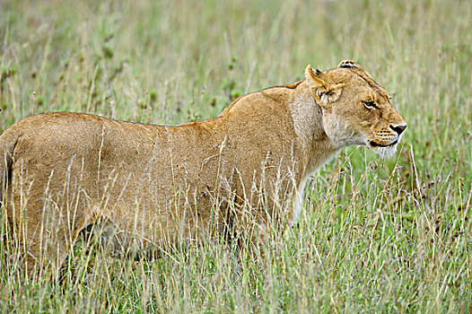 坦桑尼亚,塞伦盖蒂国家公园,雌狮,高,草,猎捕