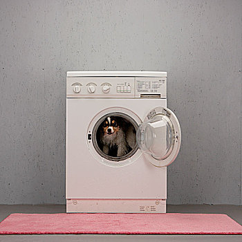 狗,洗衣机