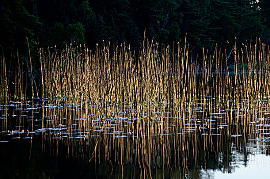 芦苇,湖,木头,安大略省,加拿大