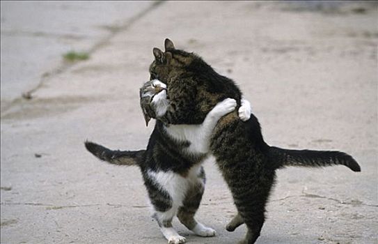 家猫,两个,雄性,猫,争斗