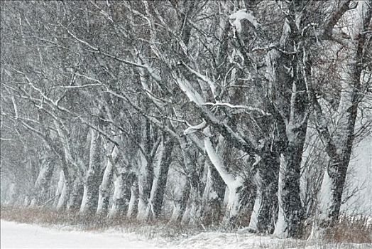积雪,落叶树,石荷州,德国