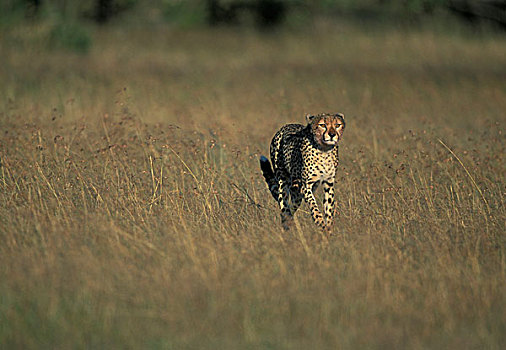 肯尼亚,马塞马拉野生动物保护区,印度豹,猎豹,高草,热带草原,日出