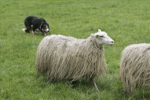 牧羊犬,竞争,北莱茵威斯特伐利亚,德国