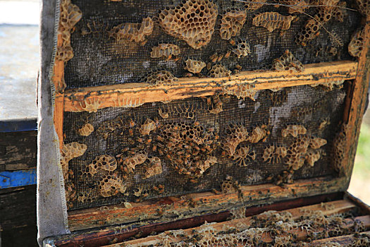 山东省日照市,实拍养蜂人的甜蜜生活