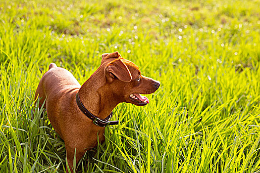 褐色,狗,迷你,绿色,草地,户外