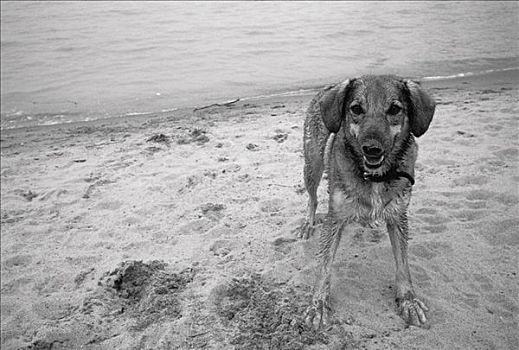 肖像,狗,海滩