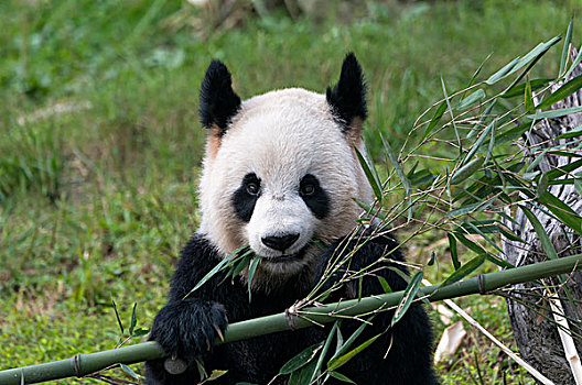 大熊猫,成年,中国,研究中心,成都,四川,亚洲