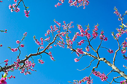 顺平桃花