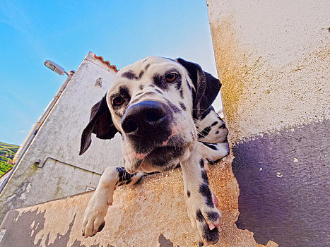 斑点狗,狗,头像,看,上方,墙壁,亚速尔群岛,葡萄牙,欧洲