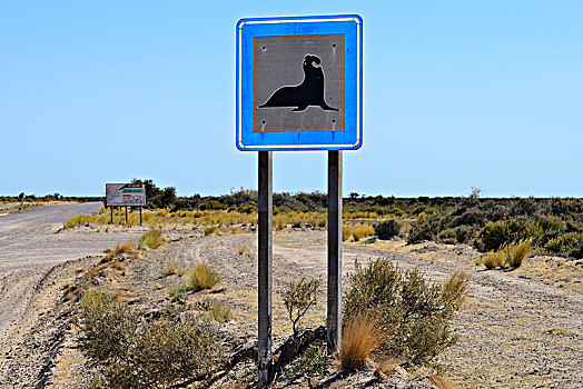 警告标识,途中,象海豹,瓦尔德斯半岛,阿根廷,南美