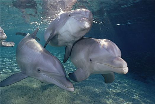 宽吻海豚,三个,水下,夏威夷