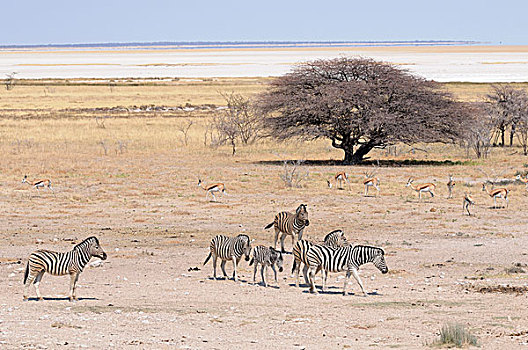 斑马,马,跳羚,水坑,盐磐,背影,纳米比亚,非洲