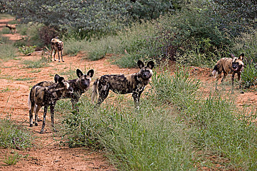 非洲野狗,非洲野犬属,纳米比亚
