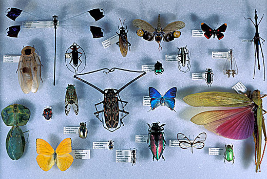 巴拿马,科罗拉多岛,收集,昆虫
