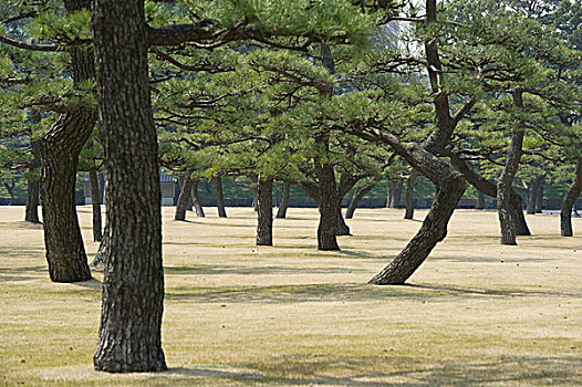 日本公园草地树林