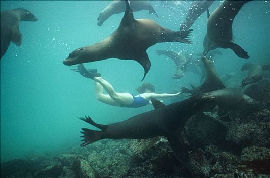 加拉帕戈斯,海狮,加拉帕戈斯海狮,幼仔,玩,水下呼吸管,加拉帕戈斯群岛,厄瓜多尔
