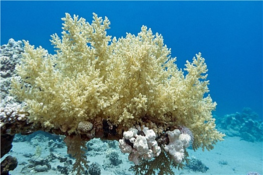 珊瑚礁,黄色,花椰菜,珊瑚,热带,海洋,水下