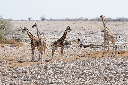 长颈鹿,站立,水坑,埃托沙国家公园,区域,纳米比亚,非洲
