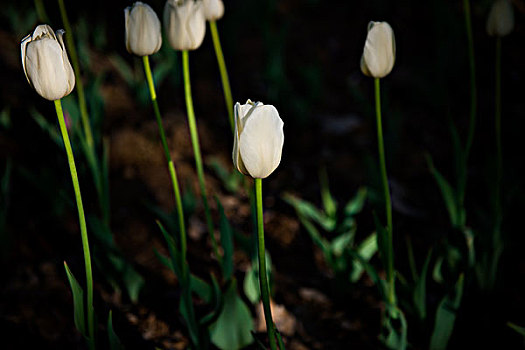 花园里的白色郁金香花