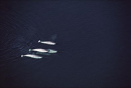 独角鲸,一角鲸,俯视,巴芬岛,加拿大