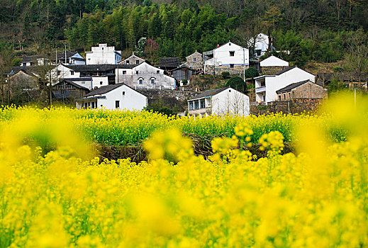 西畈,油菜花,花海,田园,梯田,春光