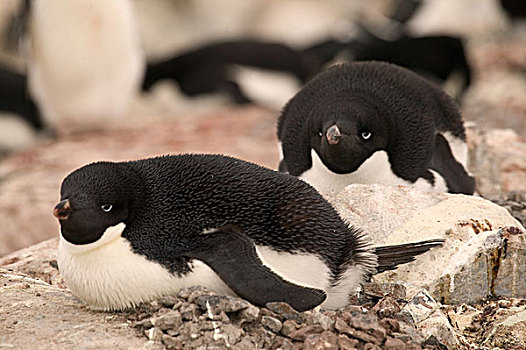 阿德利企鹅,景象,南极