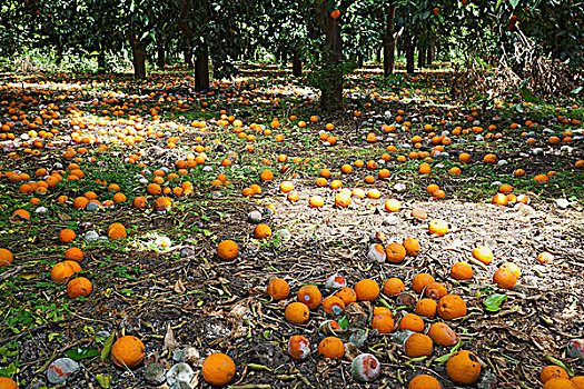 秋天,腐烂,橘子,下方,树,橙子,果园,种植园,西西里,意大利,欧洲