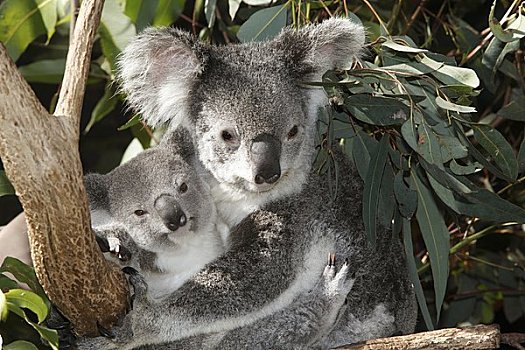 树袋熊,昆士兰,澳大利亚,有袋类动物,家族,无尾熊