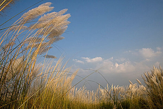 柔荑花,小树林,花,河,乡村,区域,孟加拉,十月,2009年