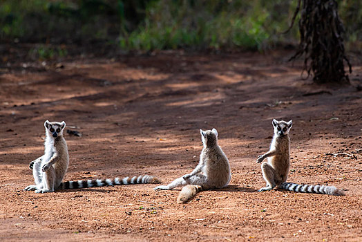 三个,节尾狐猴,狐猴,坐,红色,沙子,日光浴,自然保护区,区域,马达加斯加,非洲