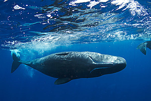 抹香鲸,下面,展示,颚部,加勒比海,多米尼克