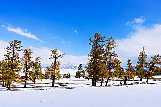 东天山雪景美如画