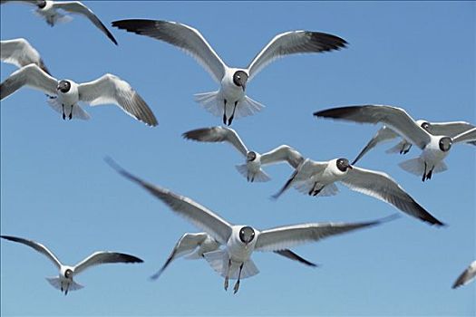 笑鸥,成群,飞跃,大西洋,靠近,哈特拉斯角,岛屿,北卡罗来纳