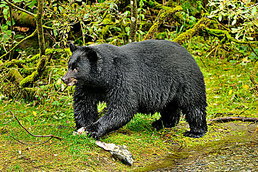 大,黑熊,美洲黑熊,死,三文鱼,堤岸,鱼肉,溪流,树林,阿拉斯加,美国