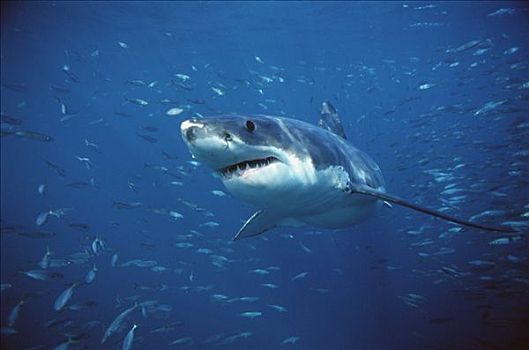 大白鲨,沙鲨属,游动,鱼群,岛屿,澳洲南部