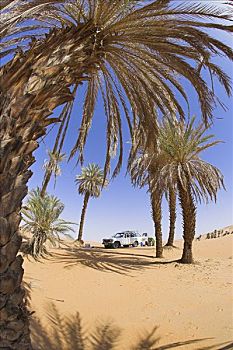 棕榈树,利比亚