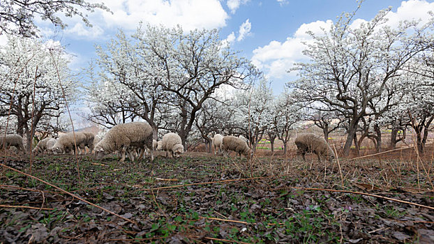 梨花盛开羊群觅食蓝天白云