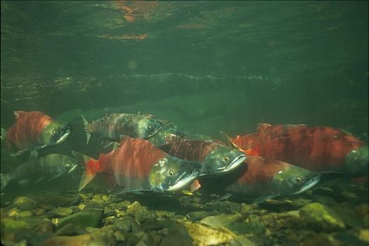 红鳟鱼,水下,产卵,阶段,鱼群,俄罗斯,河