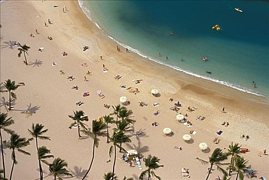 夏威夷,瓦胡岛,怀基基海滩,棕榈树,人,日光浴,伞,向上