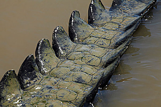 咸水鳄,尾部,阿德莱德,河,北领地州,澳大利亚