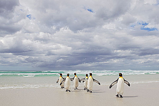 帝企鹅,多,海洋,自愿角,福克兰群岛,二月