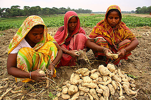 女人,分类,土豆,孟加拉,四月,2009年