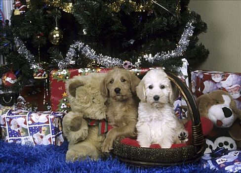 两个,小狗,篮子,圣诞礼物