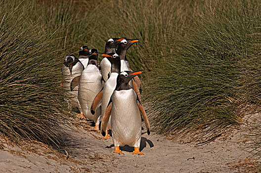 巴布亚企鹅,群,公路,相互,白天,企鹅,生物群,海洋,喂食,走,长,远处,陆地,岛屿,福克兰群岛