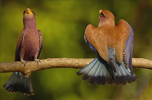 雌性,示爱,西部,落叶林,国家公园,马达加斯加